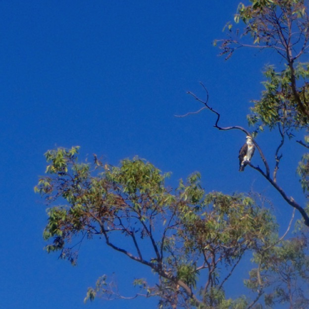One of the locals - Osprey in Claisbrook Cove
