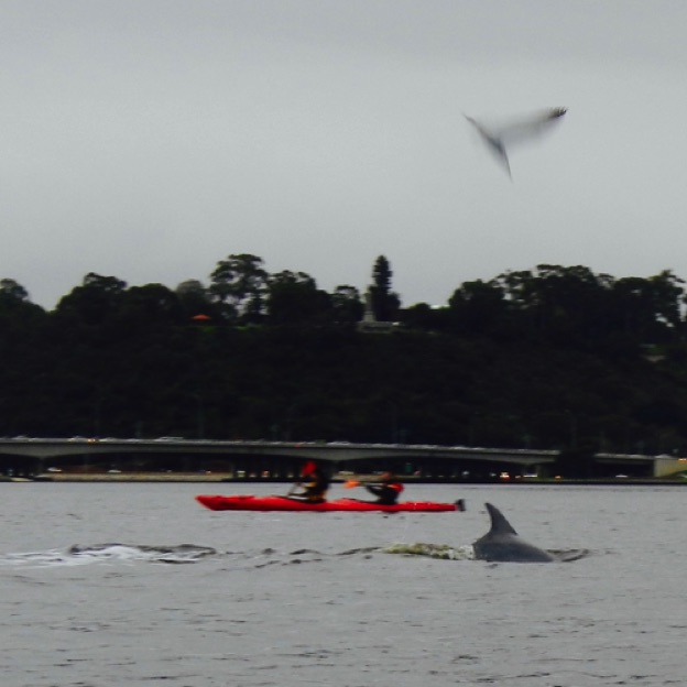 Dolphins hunting and a Tern being an opportunist
