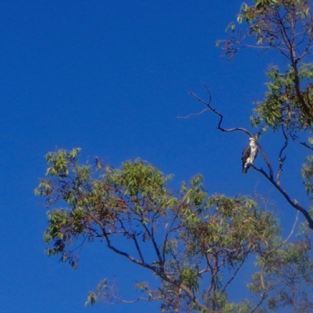 One of the locals - Osprey in Claisbrook Cove One of the locals - Osprey in Claisbrook Cove