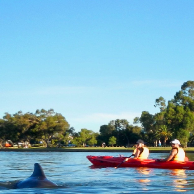 Up close and personal with the dolphins Up close and personal with the dolphins
