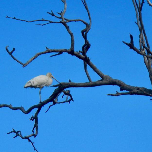 Spoonbill near Bassendean on the Swan Spoonbill near Bassendean on the Swan