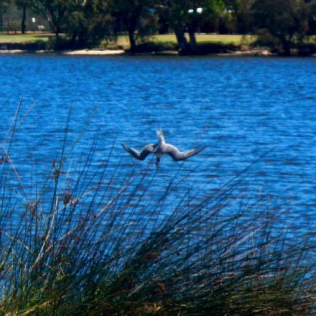 Fishing, Tern style Fishing, Tern style