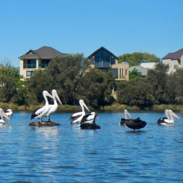 Pelicans hanging out on the mound at Ascot Waters Pelicans hanging out on the mound at Ascot Waters