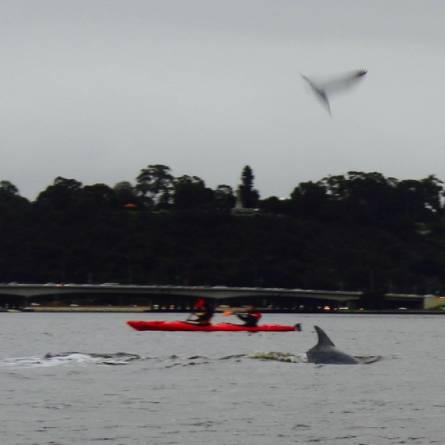 Dolphins hunting and a Tern being an opportunist Dolphins hunting and a Tern being an opportunist
